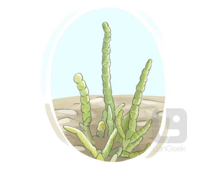 glasswort definition and meaning