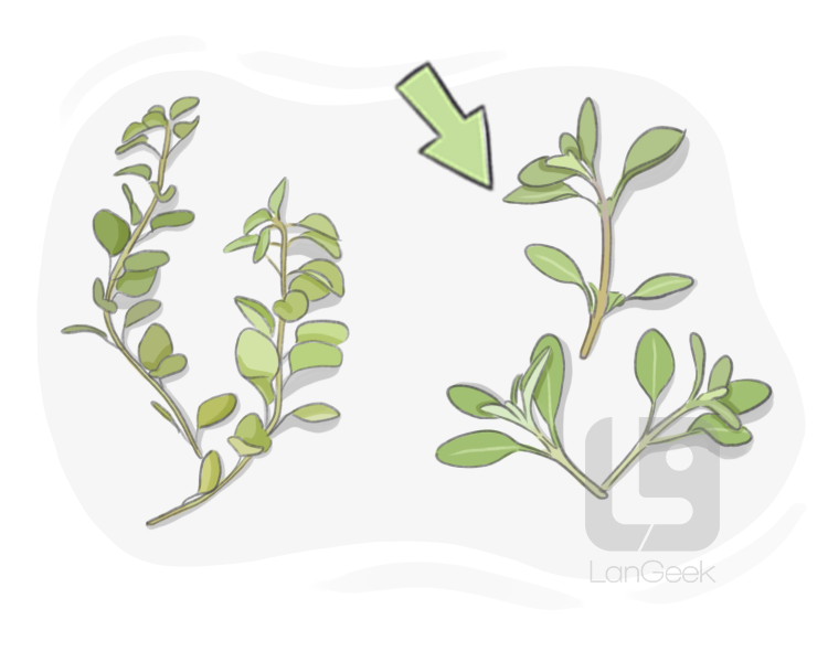 marjoram definition and meaning