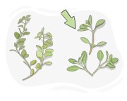 marjoram