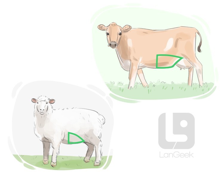 Definition & Meaning of "Flank" LanGeek