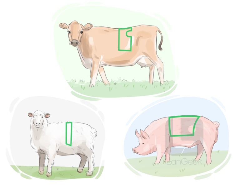 Definition & Meaning of "Loin" LanGeek