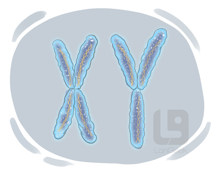 chromosome definition and meaning