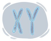 chromosome