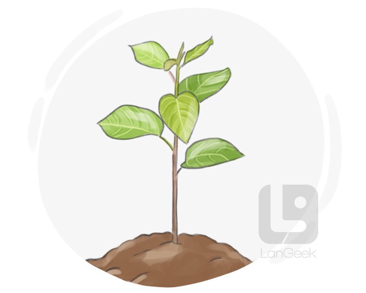 Definition & Meaning of "Sapling" LanGeek