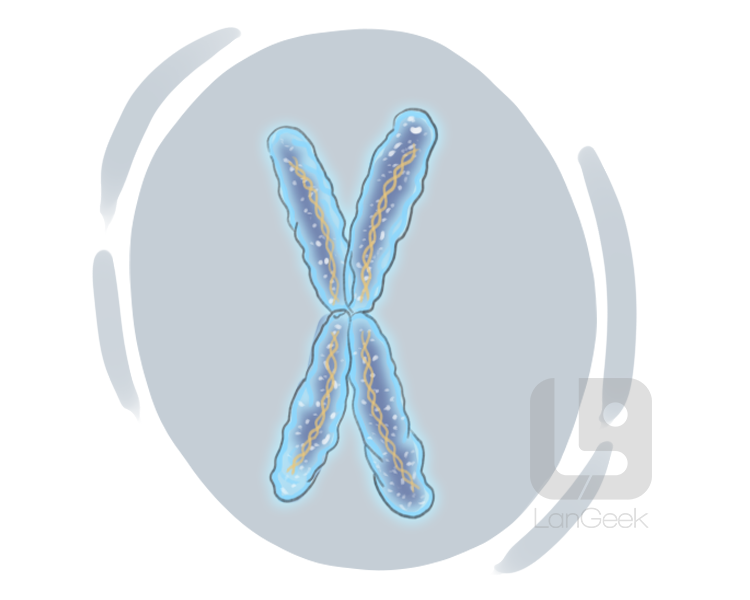 X chromosome definition and meaning