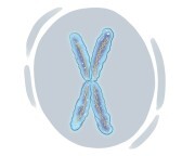 X chromosome