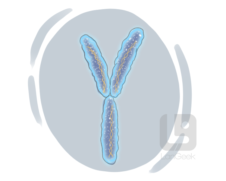 Y chromosome definition and meaning