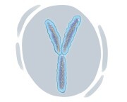 Y chromosome