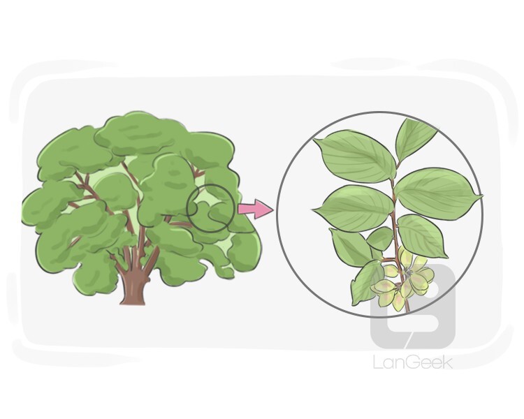 La traduction du mot "Beech" LanGeek