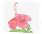 hibiscus
