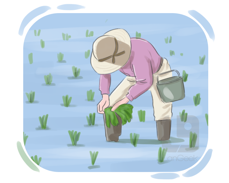 rice farmer definition and meaning