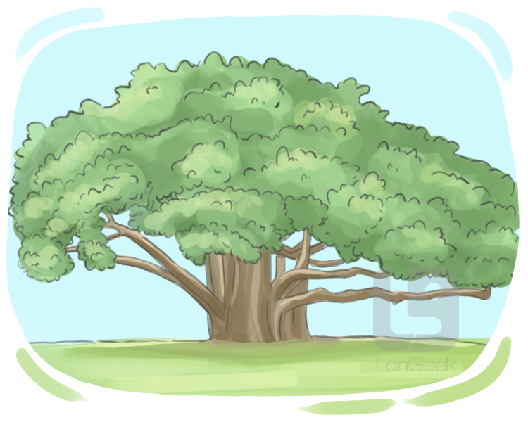 banian tree definition and meaning