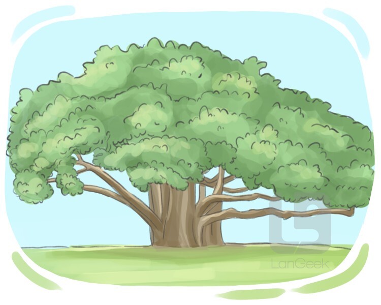 banian tree definition and meaning