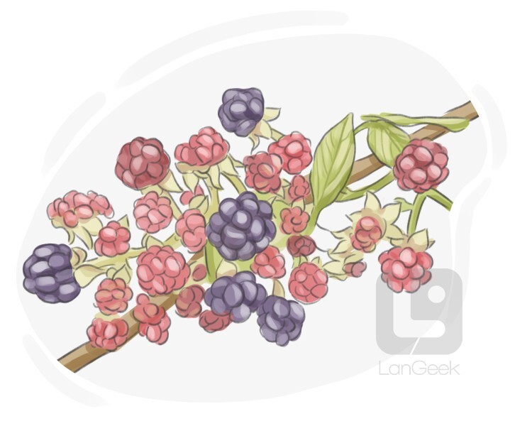 Definition & Meaning of "Bramble" LanGeek