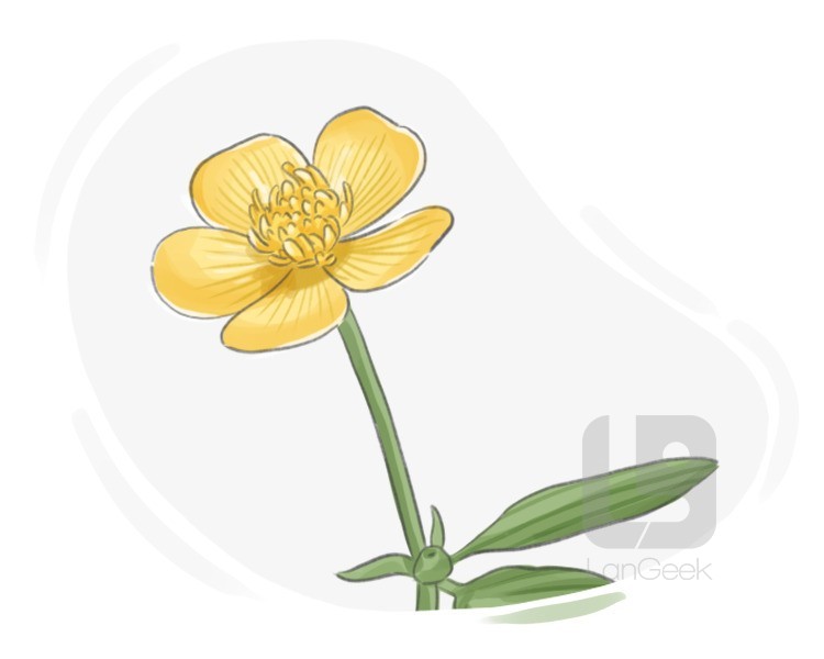 butter-flower definition and meaning