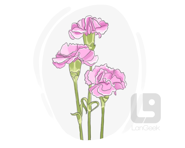carnation definition and meaning