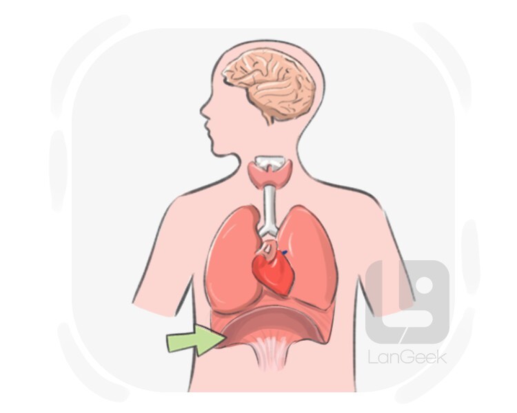 diaphragm definition and meaning