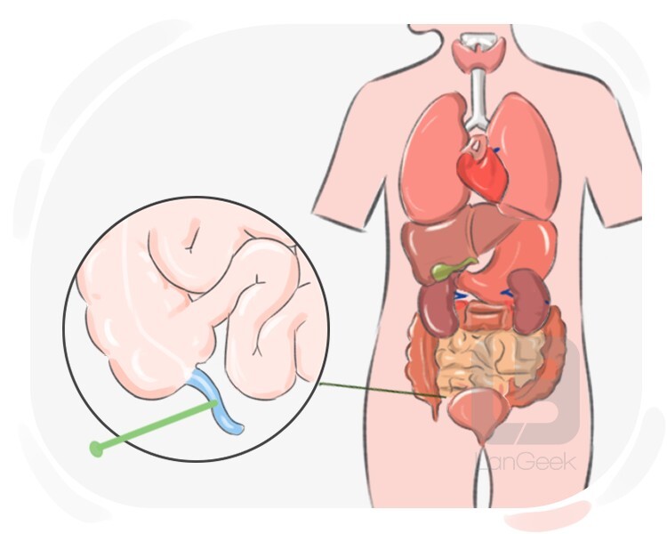 appendix diagram of human body