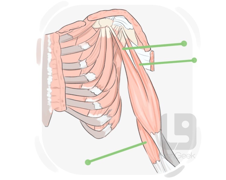 biceps definition and meaning