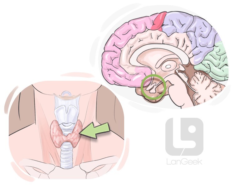 Definition & Meaning of Organ