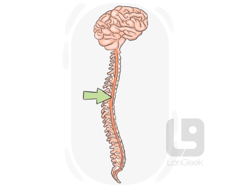medulla spinalis definition and meaning