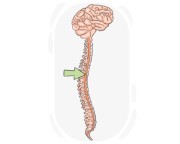 spinal cord