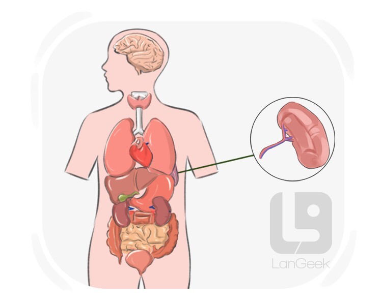 Definition & Meaning of "Spleen" LanGeek
