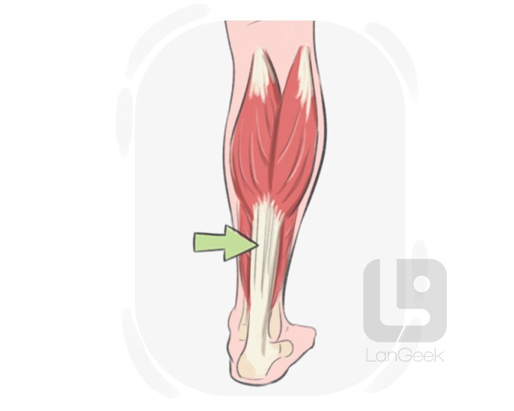 Achilles tendon definition and meaning