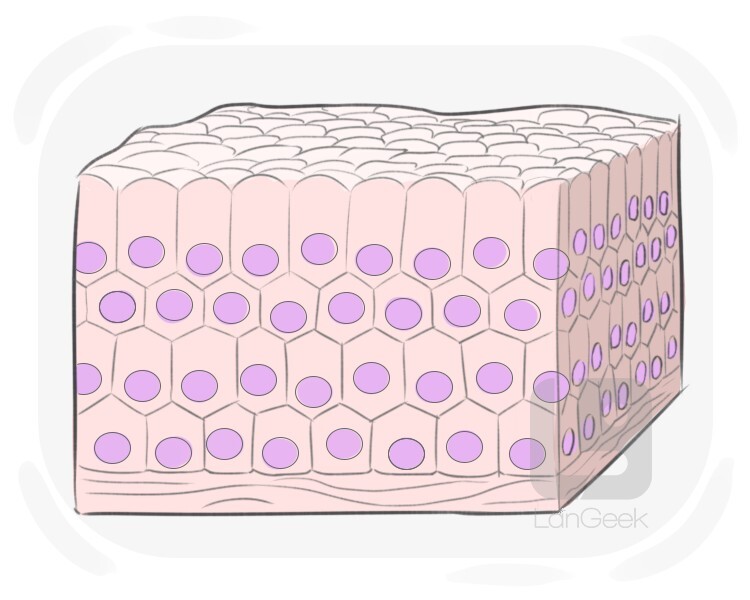 Definition Meaning Of Tissue LanGeek