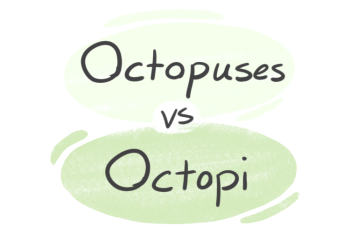 "Octopuses" vs. "Octopi" in English
