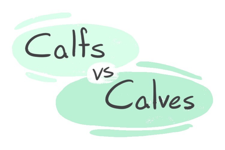 "Calfs" vs. "Calves" in English Grammar LanGeek