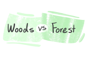 "Woods" vs. "Forest" in English