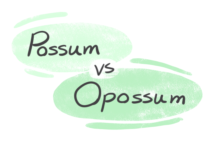 "Possum" vs. "Opossum" in English
