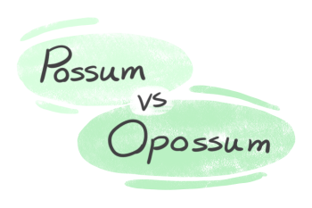 "Possum" vs. "Opossum" in English
