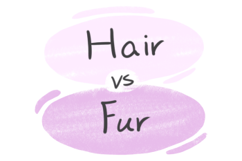 "Hair" vs. "Fur" in English