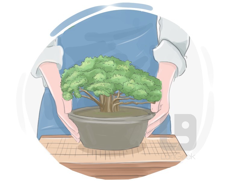 Definition & Meaning of "Bonsai" LanGeek