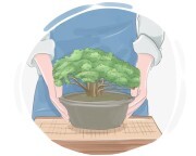 bonsai