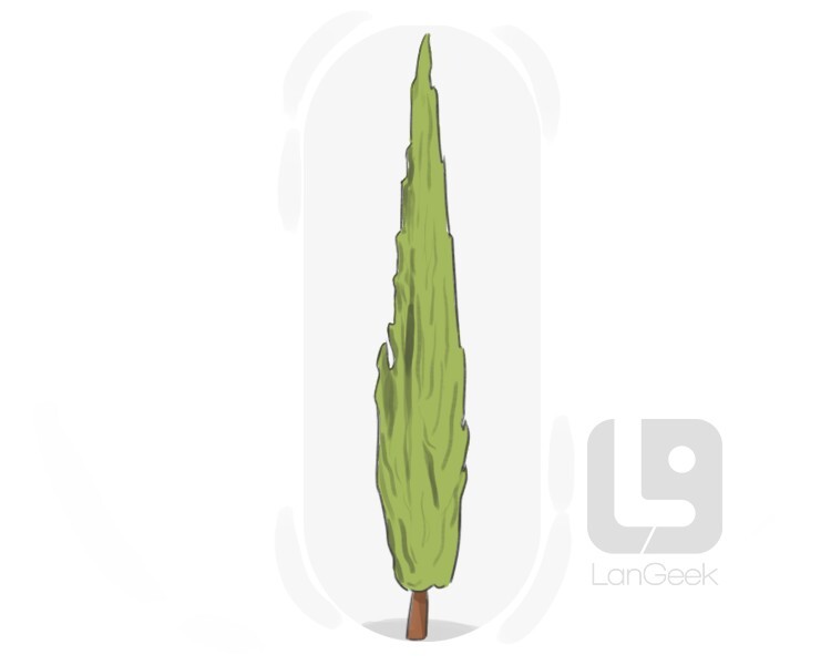 Definition & Meaning of "Cypress" LanGeek