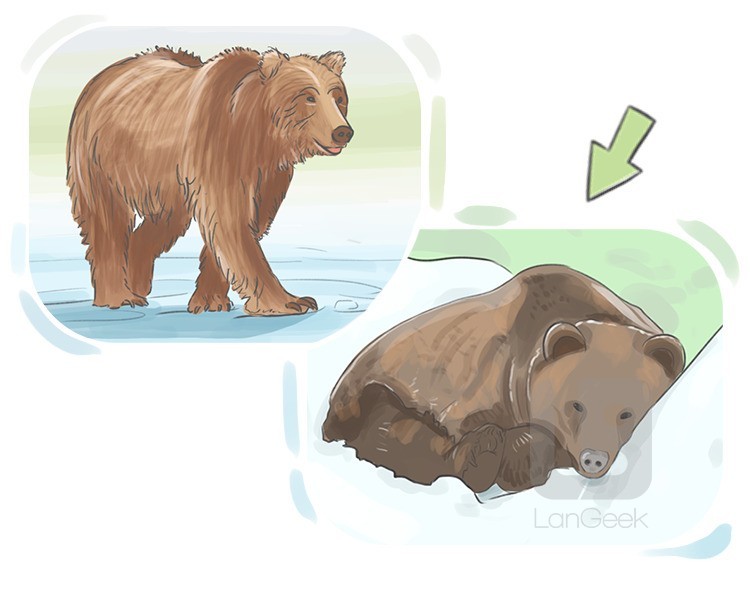 hibernation definition and meaning