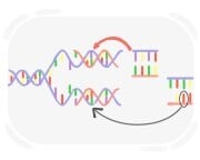 chromosomal mutation
