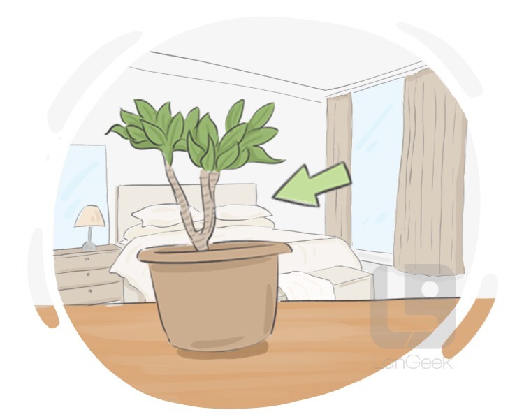 houseplant definition and meaning