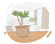 houseplant