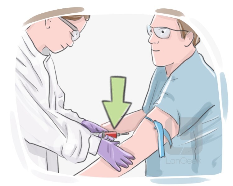 blood work definition and meaning