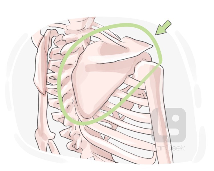 scapula definition and meaning