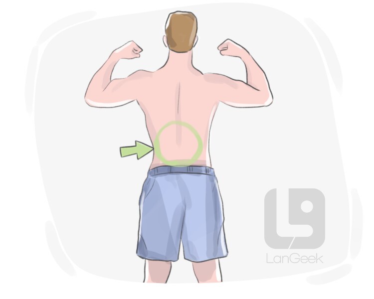 lower back definition and meaning