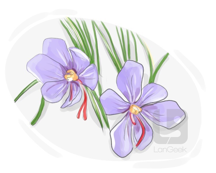 Definition & Meaning of "Crocus" LanGeek