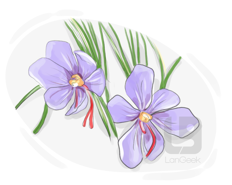 crocus definition and meaning