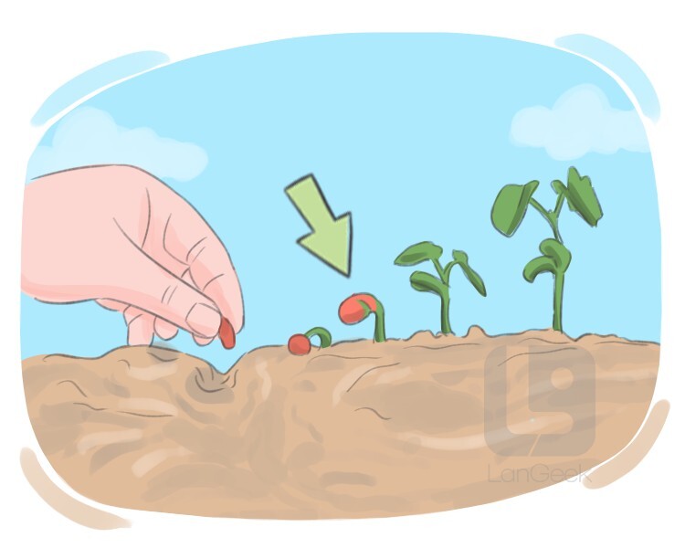 definition-meaning-of-seedling-langeek