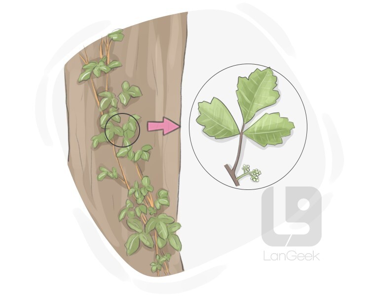 definition-meaning-of-poison-oak-langeek
