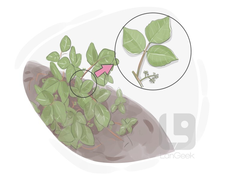 poison ivy definition and meaning